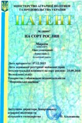 Мироновские семена, Семена высокого качества, купить, Украина.