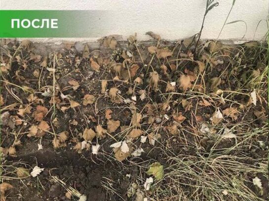Биогербицид Weed Killer