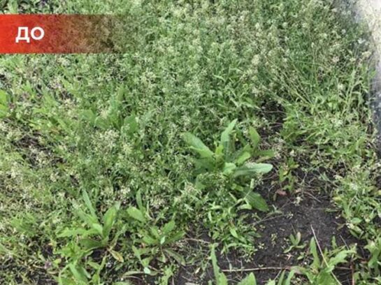 Биогербицид Weed Killer