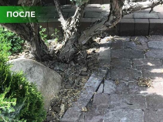 Биогербицид Weed Killer